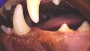 Close-up of a dog mouth showing healthy canine teeth and gum line during a veterinary dental checkup.