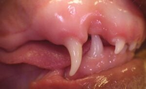 Close-up of a dog's mouth showing a dental malocclusion with misaligned canine teeth.