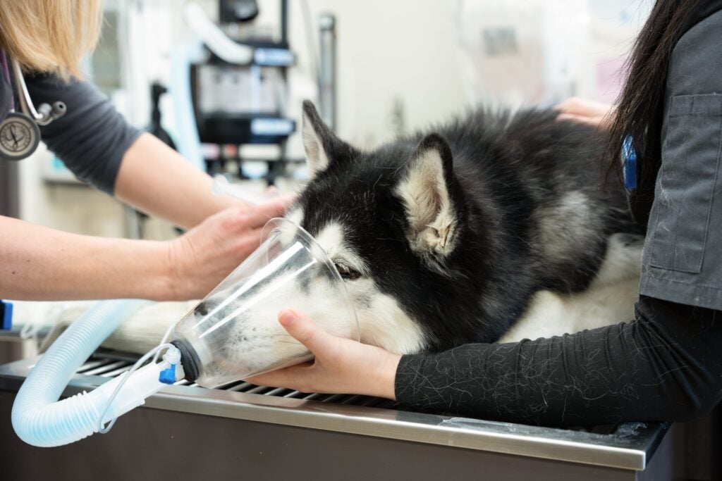 A Siberian Husky receives gentle care from veterinary staff during a procedure, illustrating why regular vet visits are essential for a pet's long-term health beyond what's visible at home.