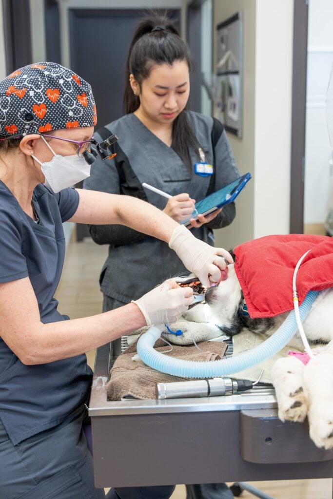 Dr. Morris operates on the teeth of a husky