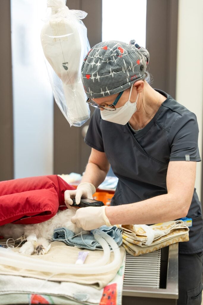 Dr. Morris performs dental surgery on a beloved pet