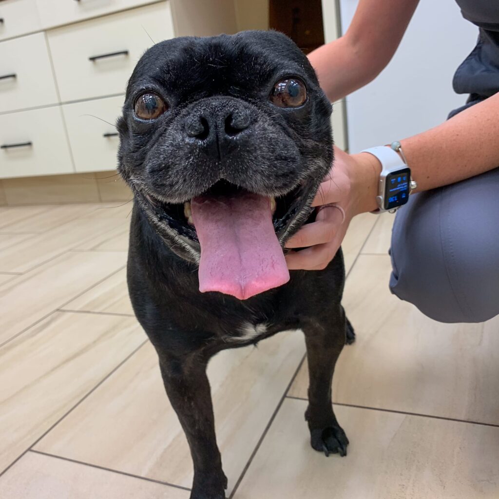 A happy black pug smiles widely, feeling comfortable and relieved after receiving expert pet dermatology care at our Aurora clinic.