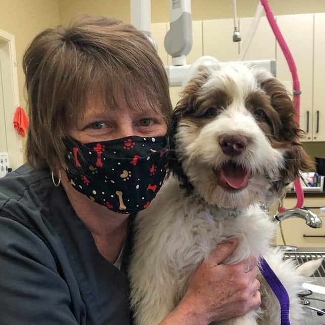 A compassionate Bayview Wellington team member in a fun paw-print mask holds a happy, fluffy white and brown dog in our Aurora clinic's exam room.
