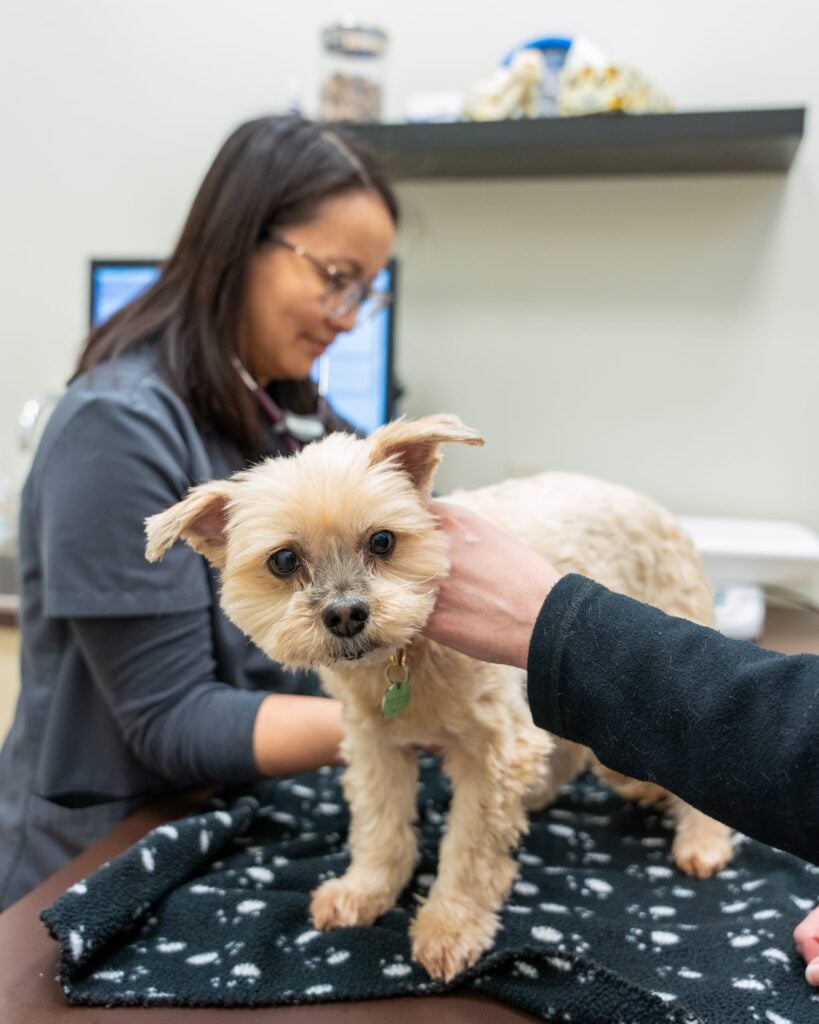A small, light-colored dog stands on an examination table during a consultation for a skin condition, with Dr. Wong visible in the background.