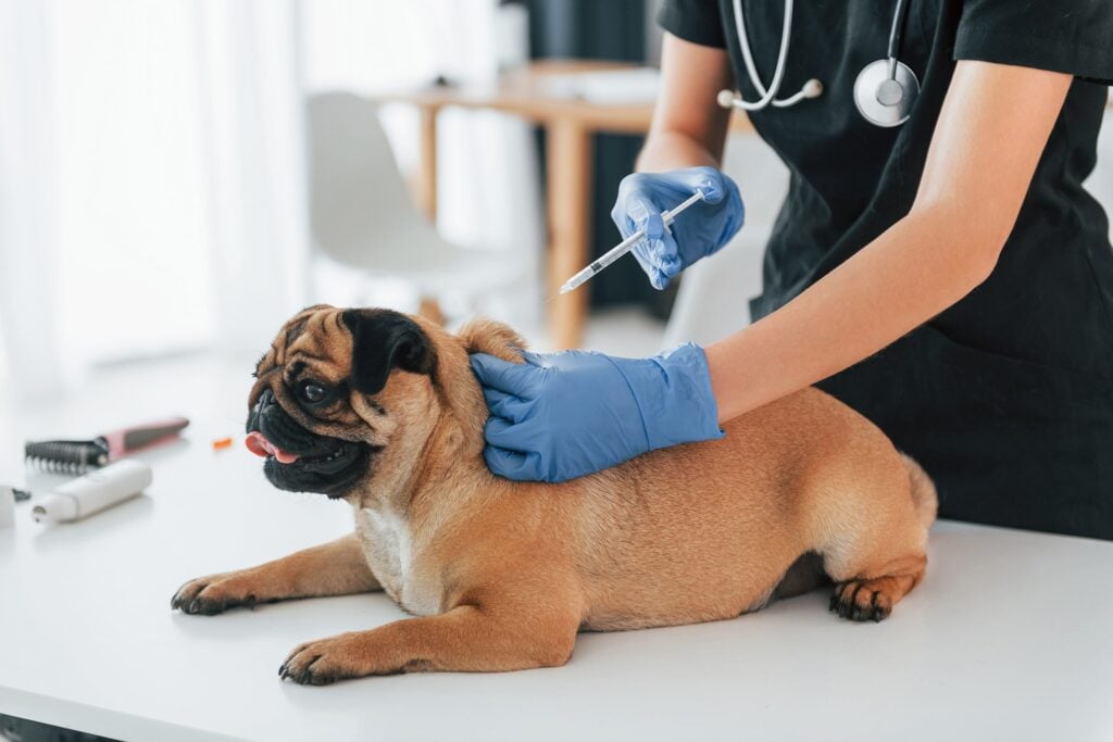 A calm pug receives an essential vaccination from a veterinarian, demonstrating safe and professional pet immunization care.