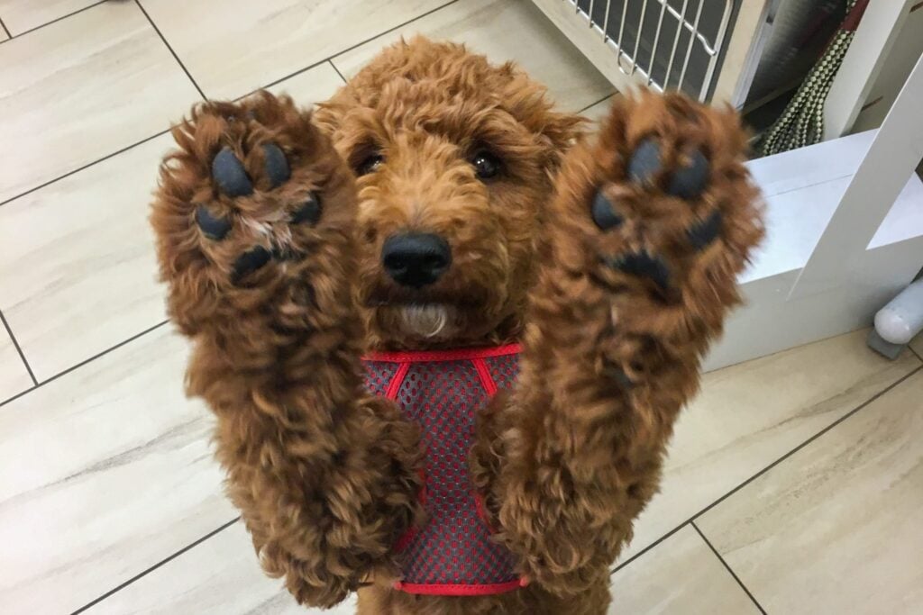 A friendly brown Goldendoodle puppy playfully holds its paws up towards the camera while visiting the vet clinic.