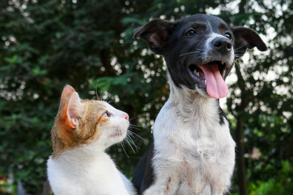 A happy, healthy dog and cat sit together, representing the positive results of regular pet wellness and preventive veterinary care.