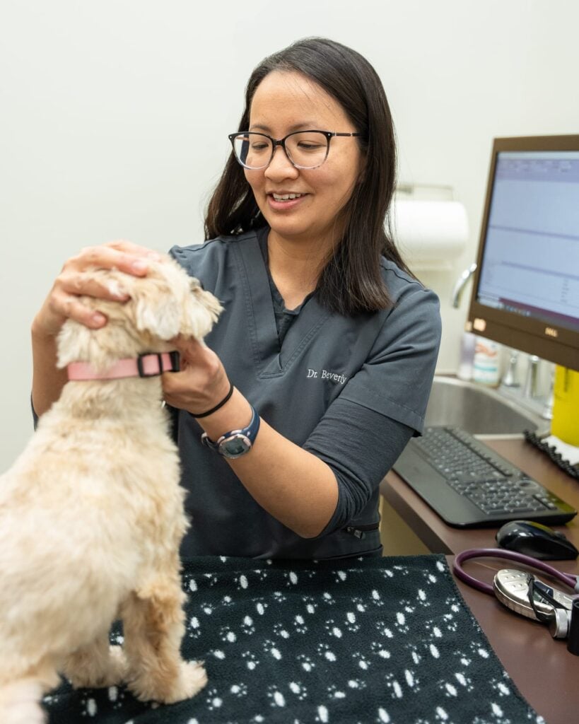 Dr. Wong treats a dog at the Bayview Wellington Veterinary Clinic