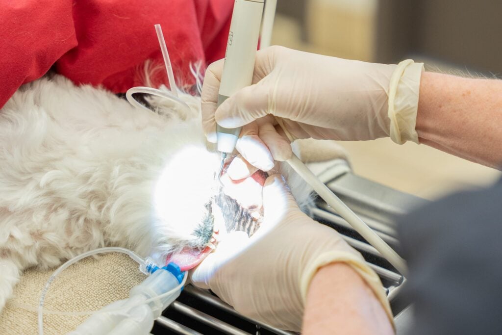 Closeup of a pet dentistry procedure