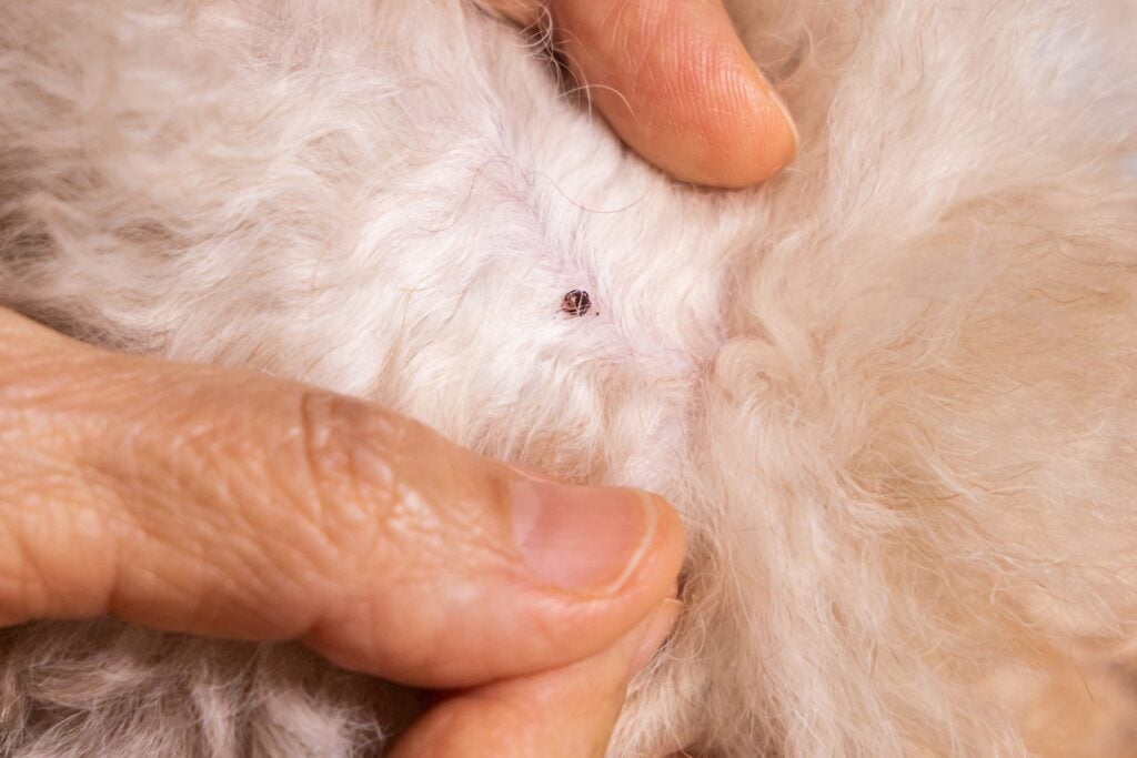 A pet owner carefully parts their dog's fur to reveal a small tick attached to the skin, demonstrating the importance of regular parasite checks and prevention.