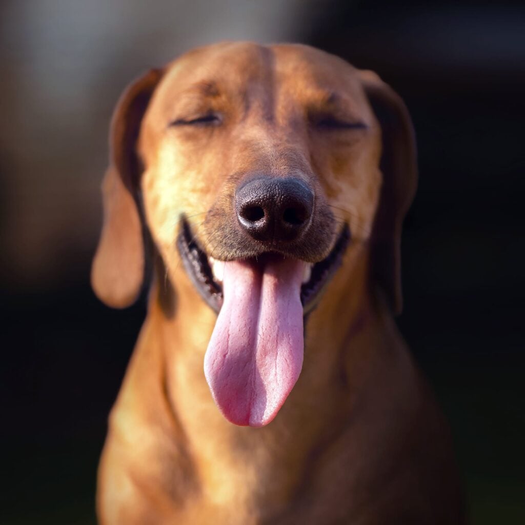 Happy brown dog smiling with tongue out, showing healthy teeth and gums for veterinary dental care.