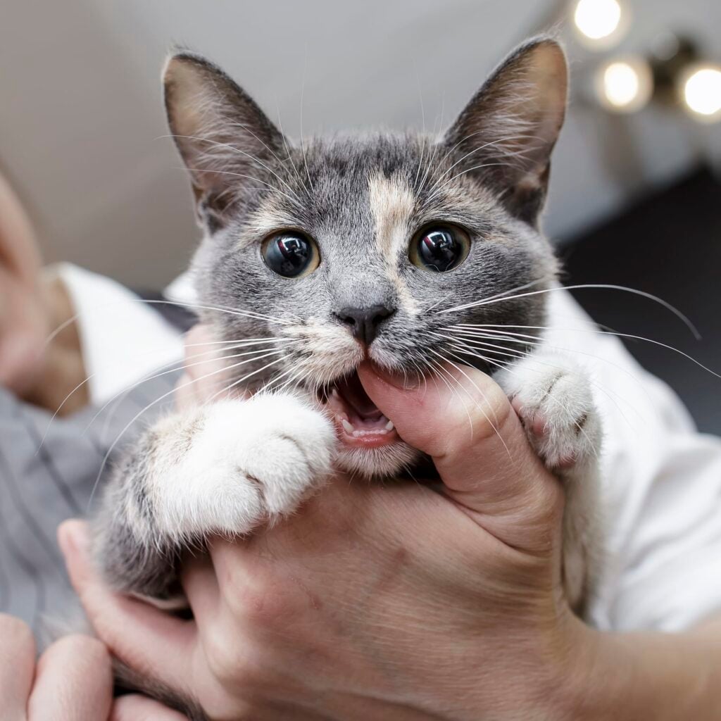 Veterinarian carefully examining the teeth and gums of a cute cat during a dental checkup.