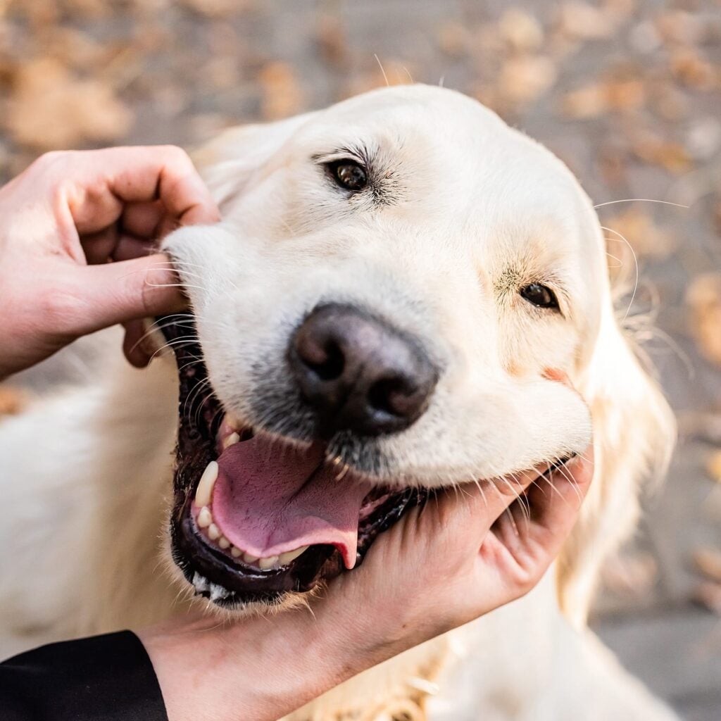 Veterinarian examining the healthy white teeth and gums of a smiling golden retriever dog.
