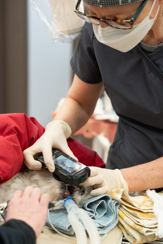 Veterinarian wearing a mask and gloves using a portable handheld x-ray device on an anesthetized dog.